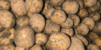 Продајем кромпир сорте SH 1010 за помфрит. Цена по