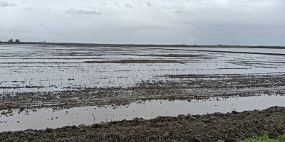 Wir verfügen über große Mengen frisch geernteten Reises aus