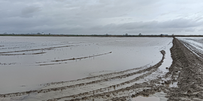 Wir verfügen über große Mengen frisch geernteten Reises aus