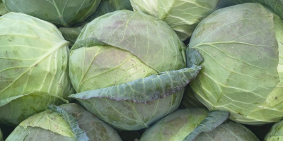 The producer sells cabbage in very large quantities, very