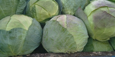 The producer sells cabbage in very large quantities, very
