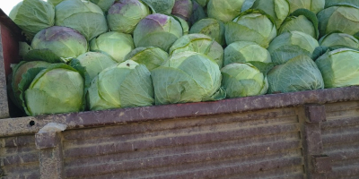 The producer sells cabbage in very large quantities, very