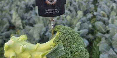 Ziemniaki Agria – Wyjątkowa jakość i smak. Odkryj nasze