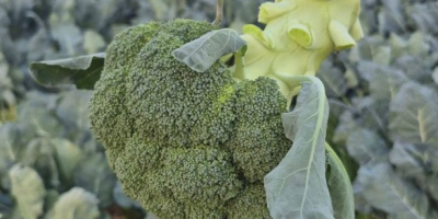 Ziemniaki Agria – Wyjątkowa jakość i smak. Odkryj nasze