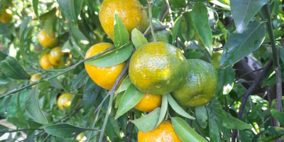 Jókora helyi mandarinok