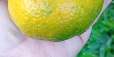 Jókora helyi mandarinok