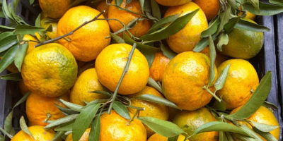 Jókora helyi mandarinok