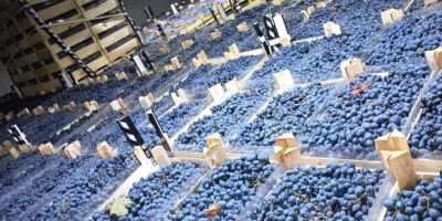 напрямую от производителя, хранится в оптимальных условиях в холодильнике