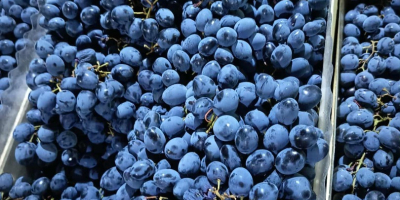 напрямую от производителя, хранится в оптимальных условиях в холодильнике