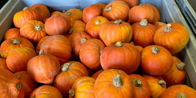 Продавам тикви Хокайдо, Бамбино, Спитфайър и Аладин. Красиви, домашно