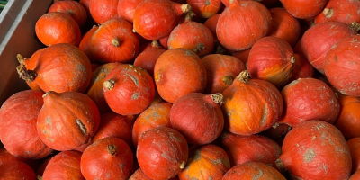 Продавам тикви Хокайдо, Бамбино, Спитфайър и Аладин. Красиви, домашно