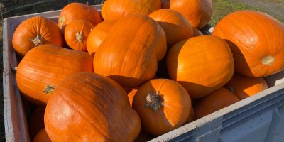 Продавам тикви Хокайдо, Бамбино, Спитфайър и Аладин. Красиви, домашно