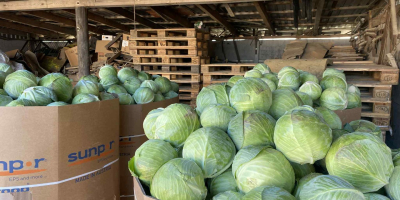 Продавам бяло зеле. 1,2-3,5 кг. Красива, пазарно качествена продукция,