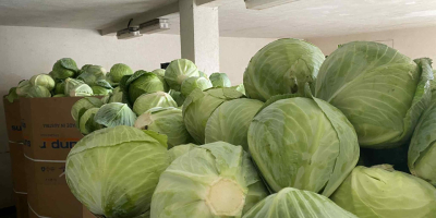 Продавам бяло зеле. 1,2-3,5 кг. Красива, пазарно качествена продукция,