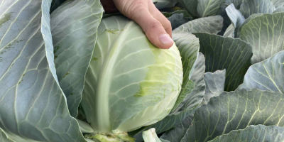 Продавам бяло зеле. 1,2-3,5 кг. Красива, пазарно качествена продукция,