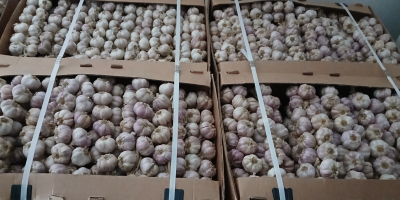 Usturoi de vânzare Contact +[telefon]