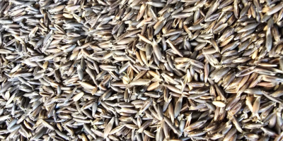 Ich verkaufe proteinreichen, reifen Hafer aus der diesjährigen Ernte.