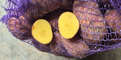 Hello. I am selling very tasty potatoes of the