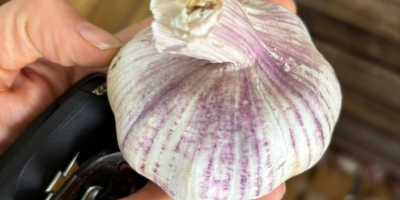 Мы продаём свежий, высококачественный фиолетовый чеснок, выращенный в Аргентине.