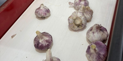 Продајемо свеж, висококвалитетни љубичасти бели лук произведен у Аргентини.