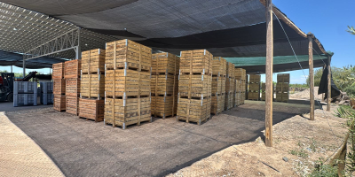 Продајемо свеж, висококвалитетни љубичасти бели лук произведен у Аргентини.