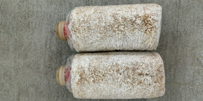 I will sell/import substrate from China for growing exotic