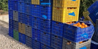 I&#39;M SELLING OVER 25,000KG OF NAVELINA SHIPS FROM THE