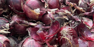 Vând ceapă roșie și galbenă, fie cultivată în câmp,