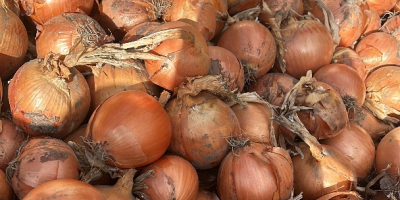 Vând ceapă roșie și galbenă, fie cultivată în câmp,