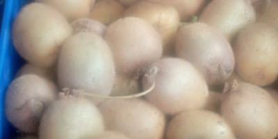 Kiwi verde organic, foarte dulce, complet fără pesticide, de