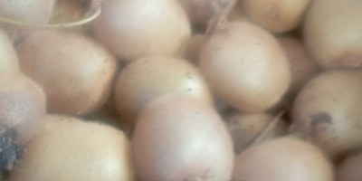 Kiwi verde organic, foarte dulce, complet fără pesticide, de