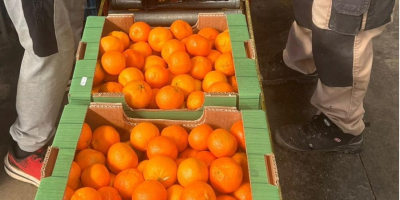 Свежие мандарины премиум-класса доступны оптом. Прямые поставки. Стабильное качество,