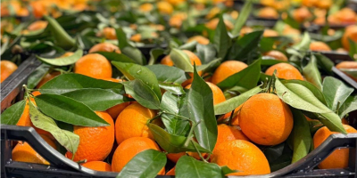 Свежие мандарины премиум-класса доступны оптом. Прямые поставки. Стабильное качество,