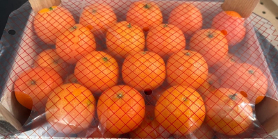 Свежие мандарины премиум-класса доступны оптом. Прямые поставки. Стабильное качество,