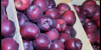 Ние сме доверени доставчици на пресни плодове и зеленчуци