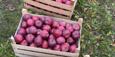 Ние сме доверени доставчици на пресни плодове и зеленчуци