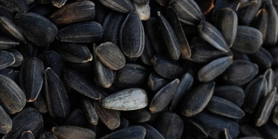 Buongiorno, vorrei acquistare semi di girasole neri, sacchi da