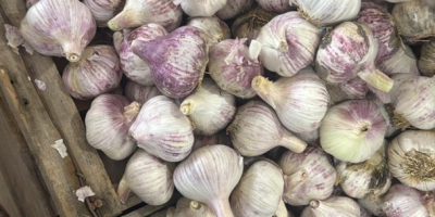 We sell high-quality, fresh purple garlic, recently harvested in