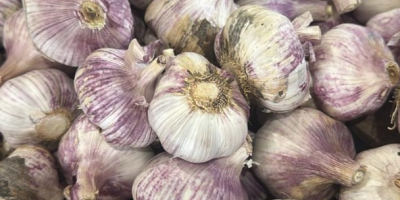 We sell high-quality, fresh purple garlic, recently harvested in