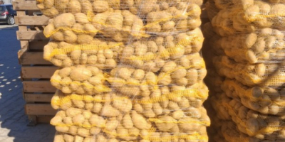 Продајем жути кромпир, преко 50 калорија, количине за камионе.