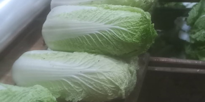 Продајем кинески купус, 0,5-1,8 кг, хлађен. Камиони. Контакт [телефон].