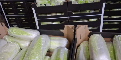 Продајем кинески купус, 0,5-1,8 кг, хлађен. Камиони. Контакт [телефон].