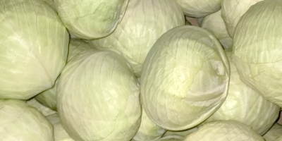 Продаје се бели и црвени купус. Доступно 1.500 тона.