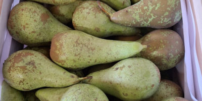 Я продаю конференции от 6,5 до 8, средние от