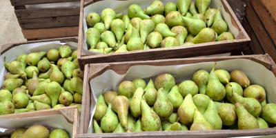 Я продаю конференции от 6,5 до 8, средние от