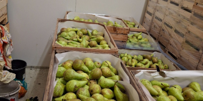 Я продаю конференции от 6,5 до 8, средние от