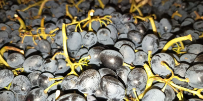 Direkt vom Erzeuger, optimal gekühlt gelagert &gt; Verpackung: 8-kg-Kiste