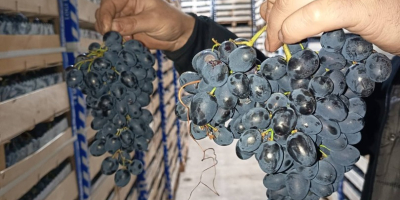 Direkt vom Erzeuger, optimal gekühlt gelagert &gt; Verpackung: 8-kg-Kiste