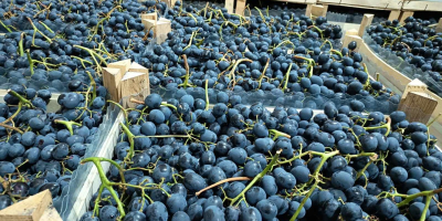 Direkt vom Erzeuger, optimal gekühlt gelagert &gt; Verpackung: 8-kg-Kiste