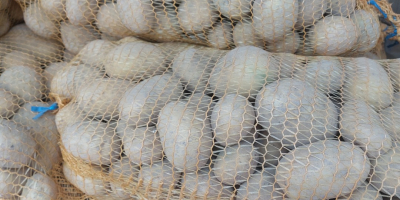 Sprzedam ziemniaki odmiany Soraya w kalibrażu od 45mm towar